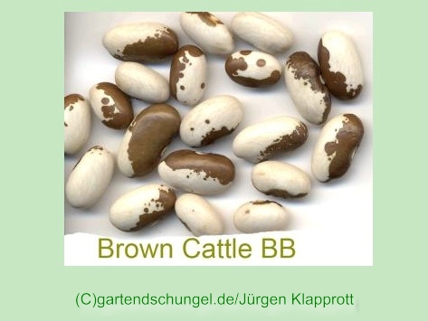 Brown Cattle