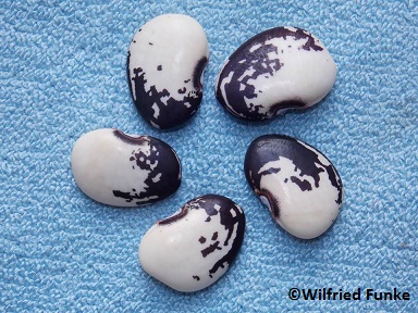 Sadies (Lima bean)