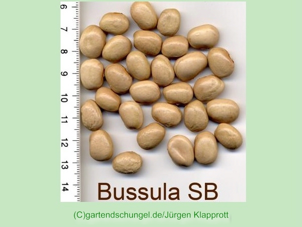 Bussula