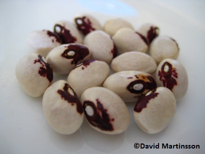 Hazard Fall Bean