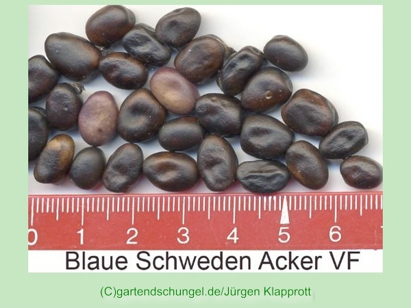 Blaue Schweden Acker