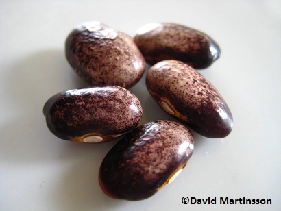 Rose Bean