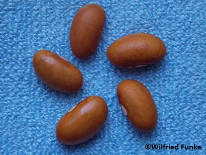 Frühe Goldbohne