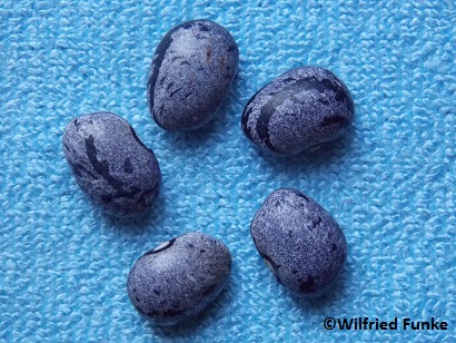 Gray Carioca Bean (Zebra Bohne)