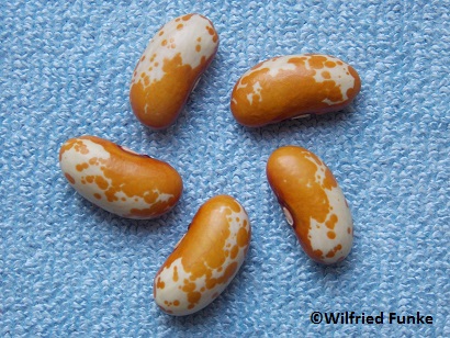 Jacob's Gold Bean