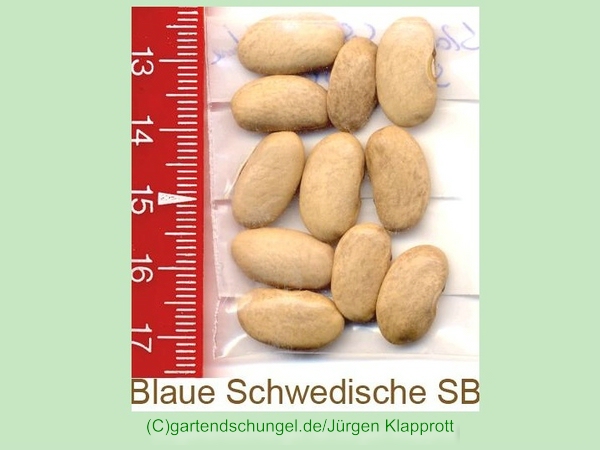 Blaue Schwedische Stangenbohnen