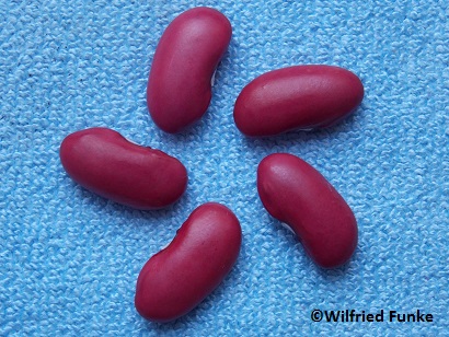 Rote Liebesbohne