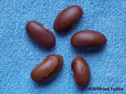 Semi Corta