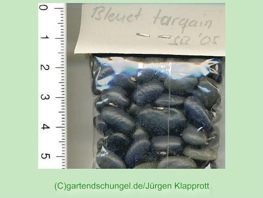 Bleuet Targain