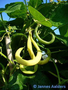 Anellino Giallo
