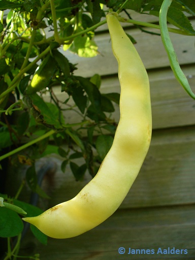 Bananeboontje #