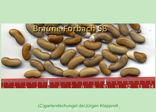 Braune Forbach