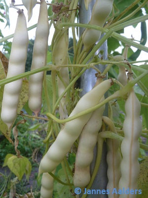 Coco Rose De La Meuse