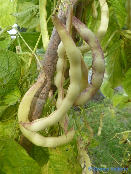 Crochu de Savoie (grüne Bohne)