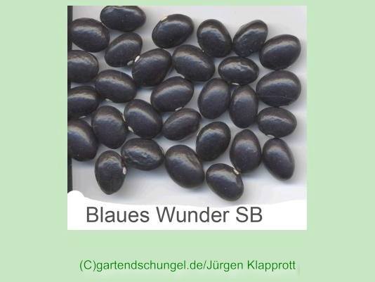 Blaues Wunder
