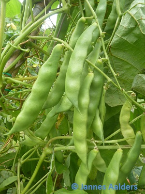 Good Mother Stallard Bean