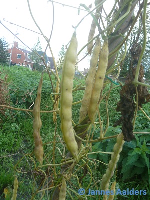 Groninger Droge Boon