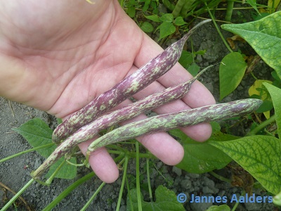 Koronis Purple