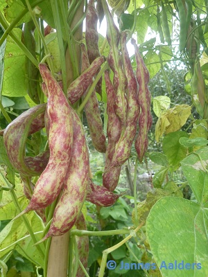 Möschebonne