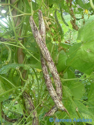 Zebrina