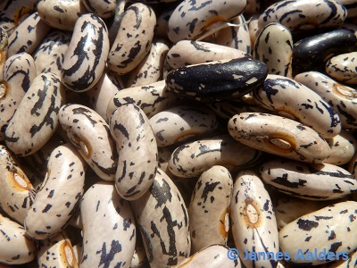 Zebrina