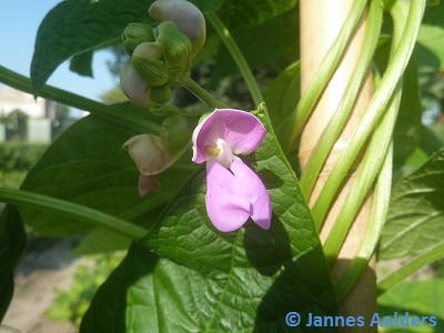 Bunte Butterfisolen