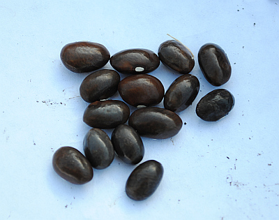 Schiefergold