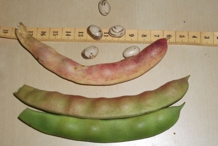 Valena Italian
