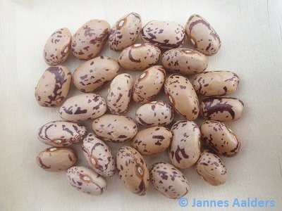 Burma Bean