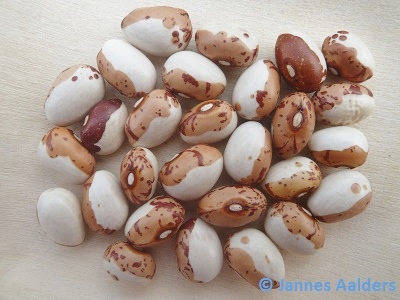Chestnut Bean