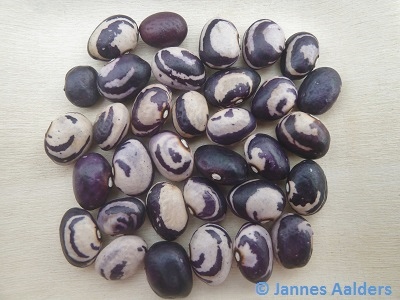 Shell Beans (Zebra Bohne?)