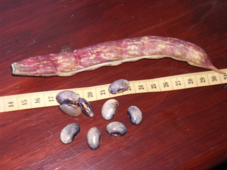 Rose Bean