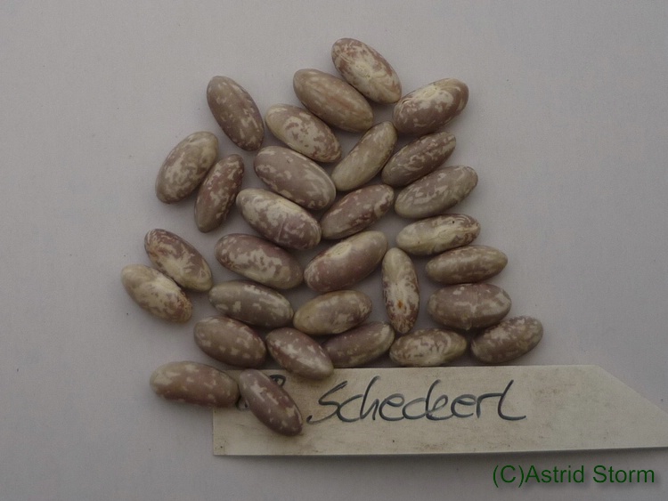 Scheckerl