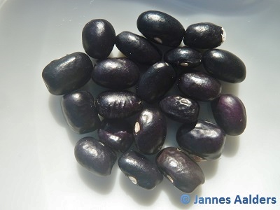 Black Greasy