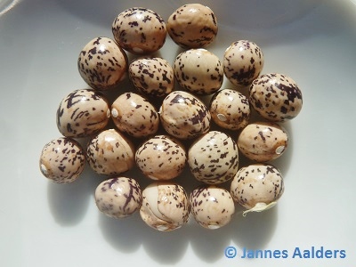 Seneca Speckled Egg