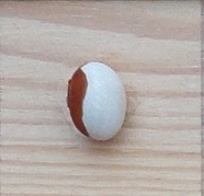 Cocol
