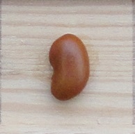 Grootzadige Bruine