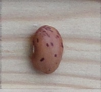 Coco Rose d' Eyragues
