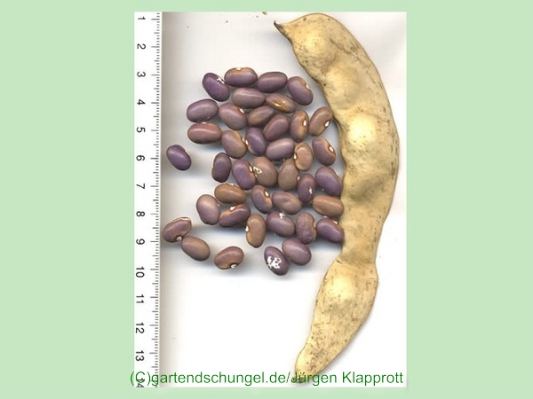 Dijon violettweiß