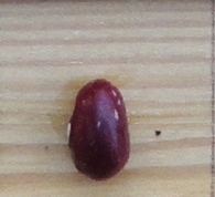 Cranberry