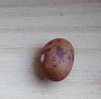 Wren's Egg