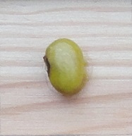 Limoenboon