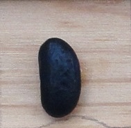 Black Canterbury