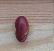 Baccicia
