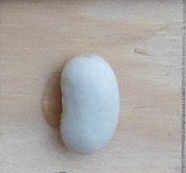 Westralia
