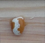 Golondrinas