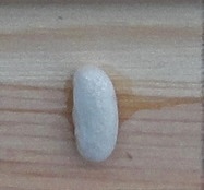 Albino