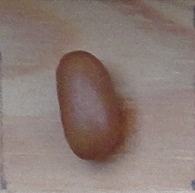 Yang Yün Pien Tou