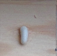 Riz