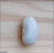 Coco de Paimpol